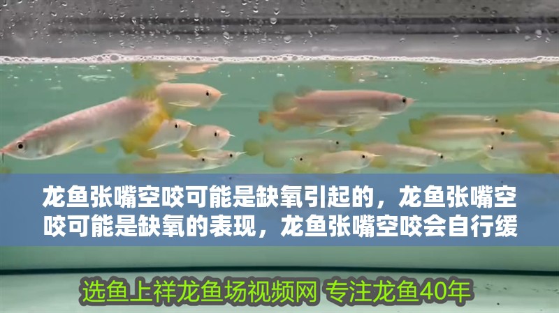 龍魚張嘴空咬可能是缺氧引起的,龍魚張嘴空咬可能是缺氧的表現(xiàn),龍魚張嘴空咬會(huì)自行緩解嗎 龍魚百科 第3張 龍魚張嘴空咬可能是缺氧引起的,龍魚張嘴空咬可能是缺氧的表現(xiàn),龍魚張嘴空咬會(huì)自行緩解嗎 龍魚張嘴空咬可能是缺氧引起的,龍魚張嘴空咬可能是缺氧的表現(xiàn),龍魚張嘴空咬會(huì)自行緩解嗎 龍魚百科 第3張