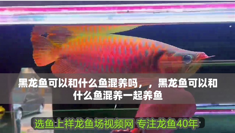 黑龍魚可以和什么魚混養嗎，，黑龍魚可以和什么魚混養一起養魚