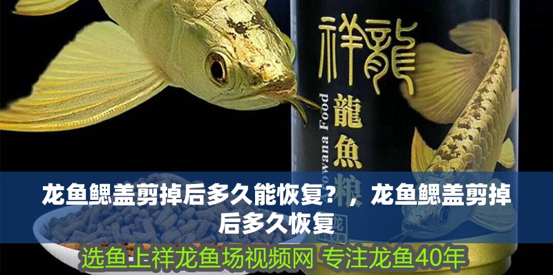 龍魚鰓蓋剪掉后多久能恢復(fù)？，龍魚鰓蓋剪掉后多久恢復(fù)