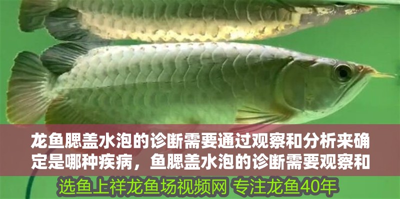 龍魚(yú)腮蓋水泡的診斷需要通過(guò)觀察和分析來(lái)確定是哪種疾病，魚(yú)腮蓋水泡的診斷需要觀察和分析來(lái)確定是哪種疾病
