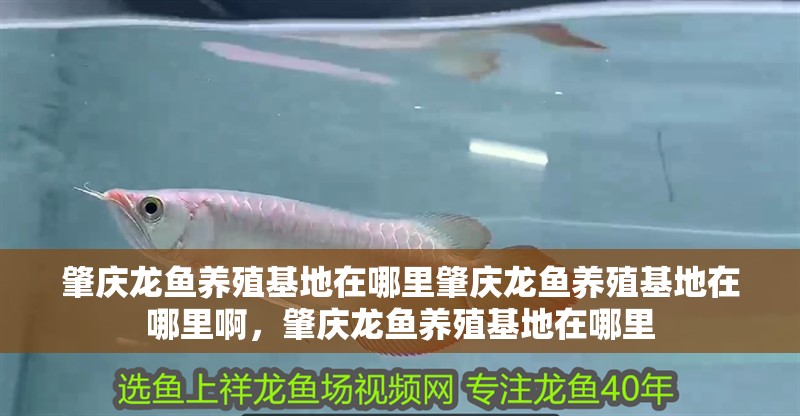 肇慶龍魚養殖基地在哪里肇慶龍魚養殖基地在哪里啊，肇慶龍魚養殖基地在哪里