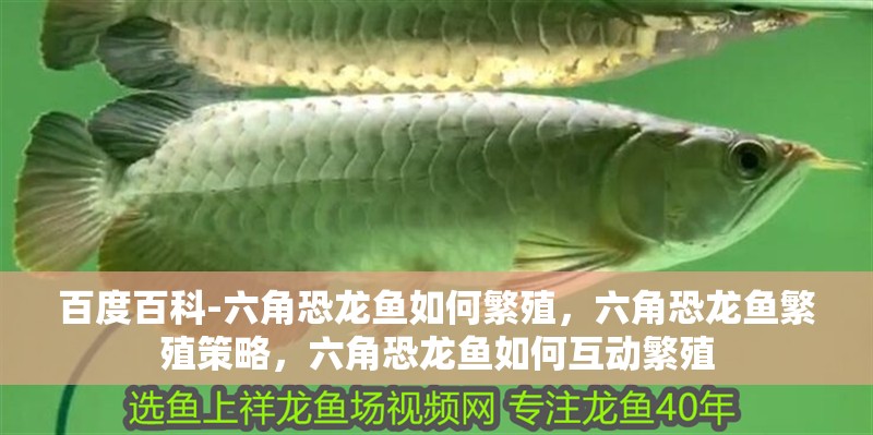 百度百科-六角恐龍魚如何繁殖，六角恐龍魚繁殖策略，六角恐龍魚如何互動繁殖