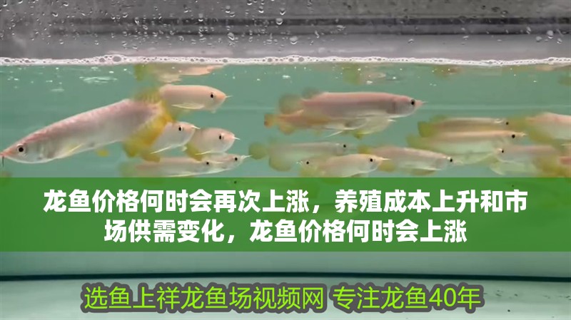龍魚價(jià)格何時(shí)會(huì)再次上漲，養(yǎng)殖成本上升和市場(chǎng)供需變化，龍魚價(jià)格何時(shí)會(huì)上漲