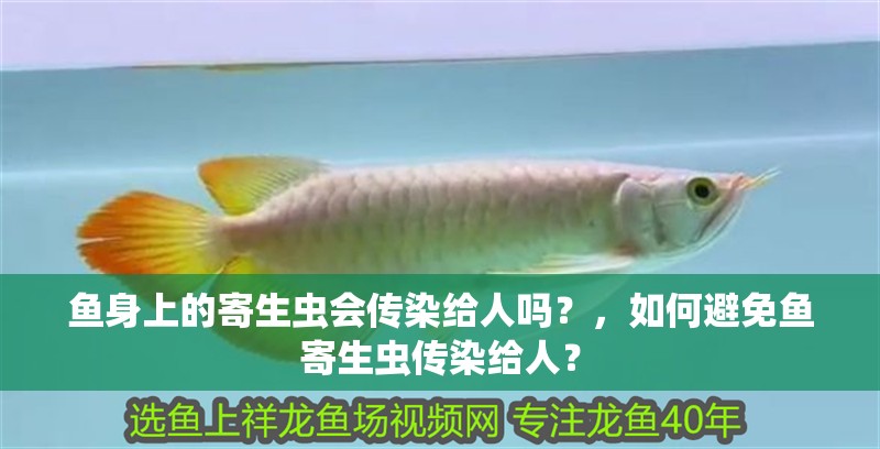 魚身上的寄生蟲會傳染給人嗎？，如何避免魚寄生蟲傳染給人？