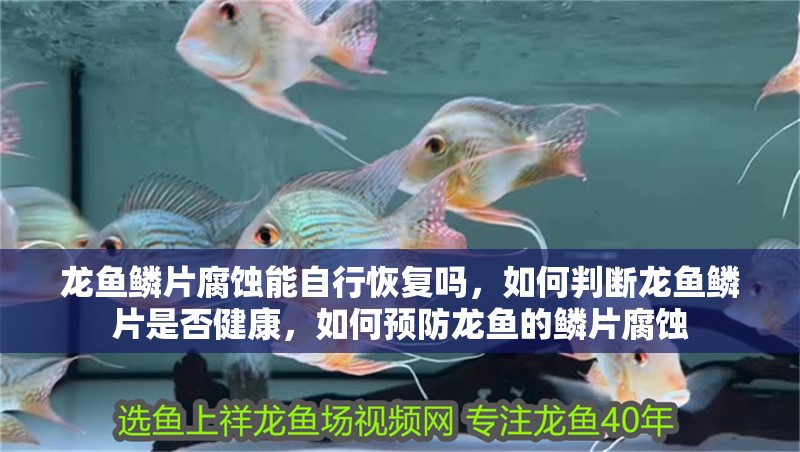龍魚鱗片腐蝕能自行恢復嗎，如何判斷龍魚鱗片是否健康，如何預防龍魚的鱗片腐蝕