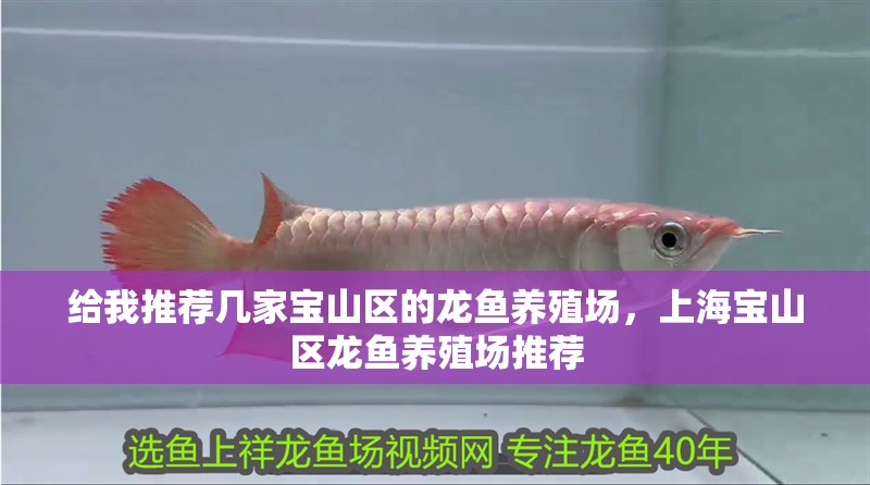 給我推薦幾家寶山區(qū)的龍魚養(yǎng)殖場，上海寶山區(qū)龍魚養(yǎng)殖場推薦