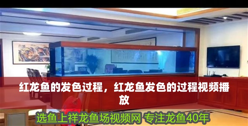 紅龍魚的發色過程，紅龍魚發色的過程視頻播放