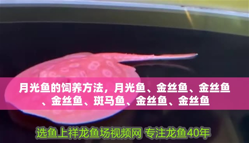 月光魚的飼養方法，月光魚、金絲魚、金絲魚、金絲魚、斑馬魚、金絲魚、金絲魚