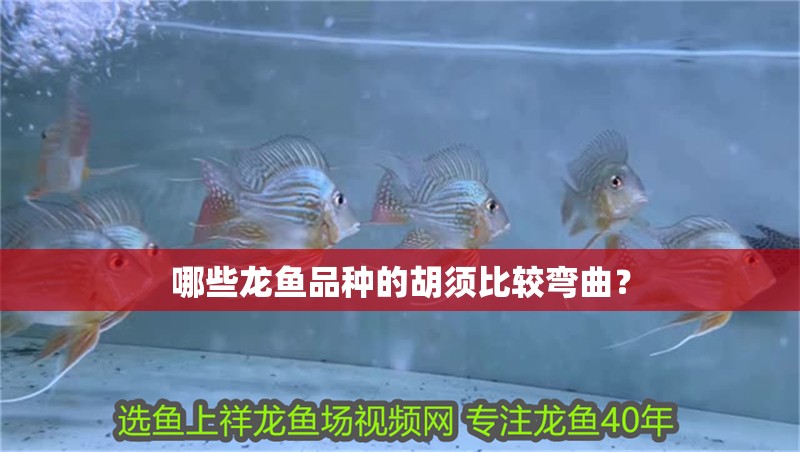 哪些龍魚品種的胡須比較彎曲？ 哪些龍魚品種的胡須比較彎曲？ 龍魚百科