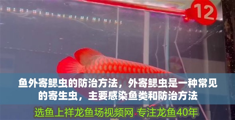 魚外寄鰓蟲的防治方法，外寄鰓蟲是一種常見的寄生蟲，主要感染魚類和防治方法 魚外寄鰓蟲的防治方法，外寄鰓蟲是一種常見的寄生蟲，主要感染魚類和防治方法 龍魚百科 第3張