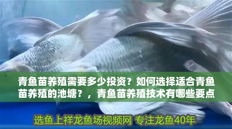 青魚苗養(yǎng)殖需要多少投資？如何選擇適合青魚苗養(yǎng)殖的池塘？，青魚苗養(yǎng)殖技術有哪些要點青魚苗養(yǎng)殖技術有哪些要點 青魚苗養(yǎng)殖需要多少投資？如何選擇適合青魚苗養(yǎng)殖的池塘？，青魚苗養(yǎng)殖技術有哪些要點青魚苗養(yǎng)殖技術有哪些要點 龍魚百科 第3張