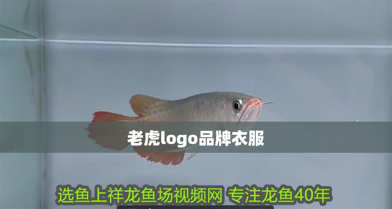 老虎logo品牌衣服