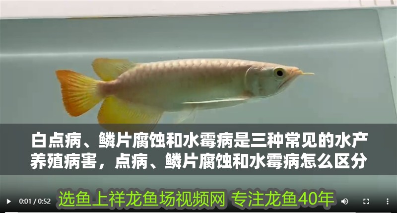 白點病、鱗片腐蝕和水霉病是三種常見的水產養殖病害，點病、鱗片腐蝕和水霉病怎么區分