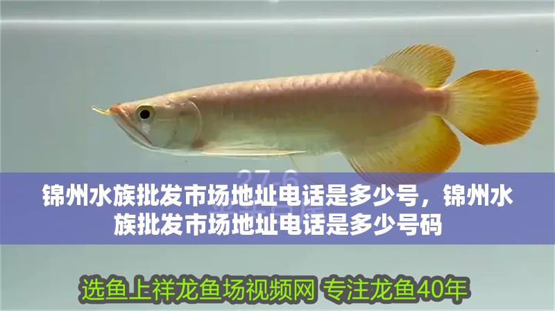 錦州水族批發市場地址電話是多少號，錦州水族批發市場地址電話是多少號碼