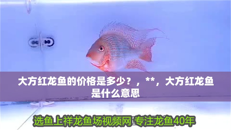 大方紅龍魚的價格是多少？，**，大方紅龍魚是什么意思