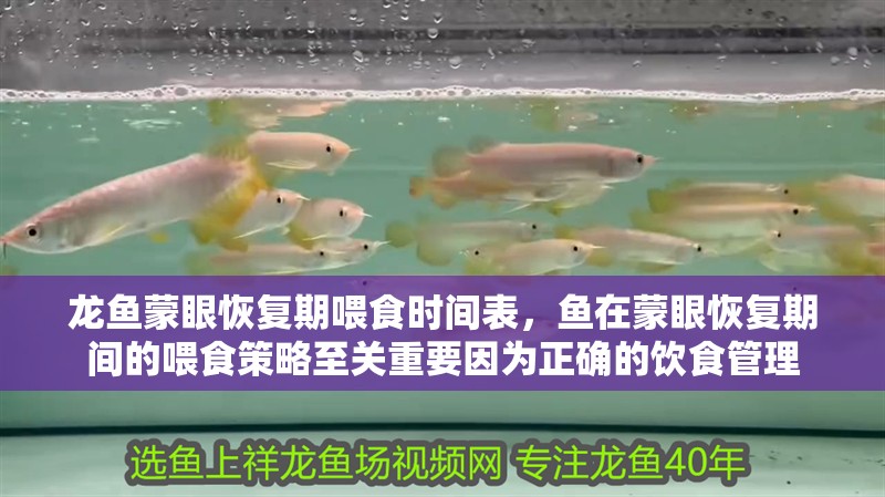 龍魚蒙眼恢復期喂食時間表，魚在蒙眼恢復期間的喂食策略至關重要因為正確的飲食管理