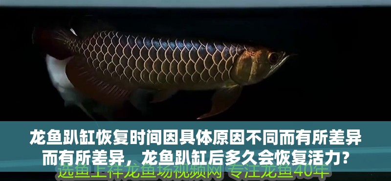 龍魚趴缸恢復時間因具體原因不同而有所差異而有所差異，龍魚趴缸后多久會恢復活力？