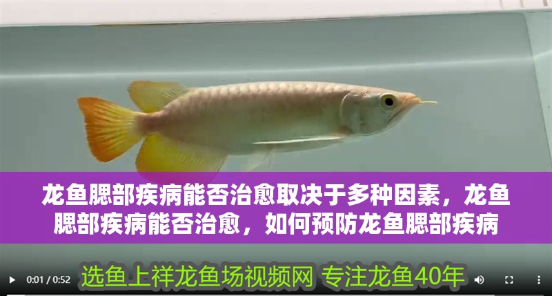 龍魚腮部疾病能否治愈取決于多種因素，龍魚腮部疾病能否治愈，如何預防龍魚腮部疾病