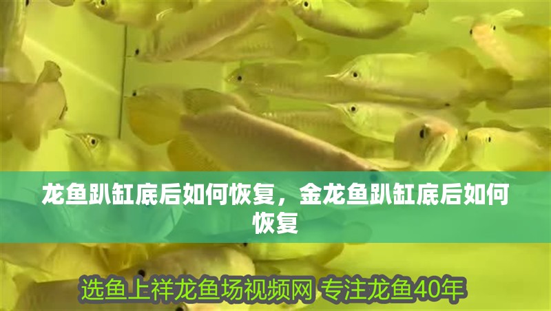 龍魚趴缸底后如何恢復，金龍魚趴缸底后如何恢復