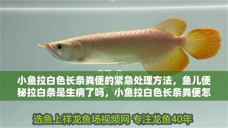 小魚拉白色長條糞便的緊急處理方法，魚兒便秘拉白條是生病了嗎，小魚拉白色長條糞便怎么辦
