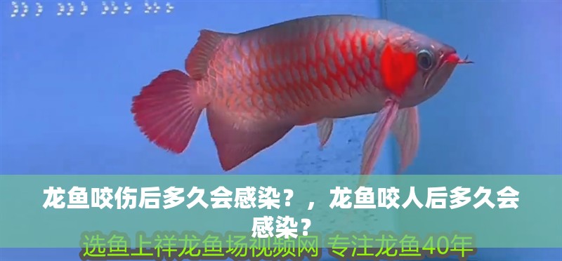 龍魚咬傷后多久會感染？，龍魚咬人后多久會感染？