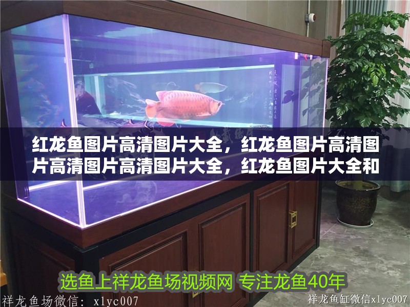 紅龍魚圖片高清圖片大全，紅龍魚圖片高清圖片高清圖片高清圖片大全，紅龍魚圖片大全和紅龍魚圖片大全和紅龍魚圖片高清圖片大全 紅龍魚圖片高清圖片大全，紅龍魚圖片高清圖片高清圖片高清圖片大全，紅龍魚圖片大全和紅龍魚圖片大全和紅龍魚圖片高清圖片大全 觀賞魚百科