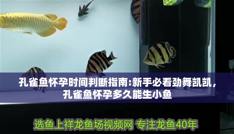 孔雀魚懷孕時間判斷指南:新手必看勁舞凱凱，孔雀魚懷孕多久能生小魚