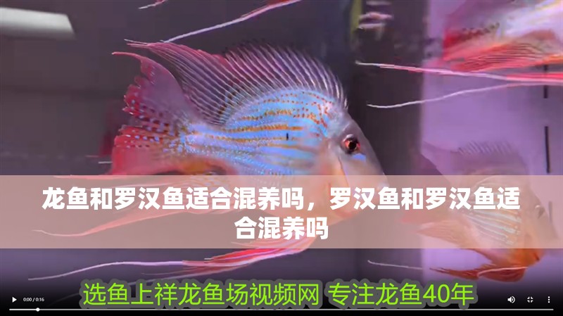龍魚和羅漢魚適合混養嗎，羅漢魚和羅漢魚適合混養嗎