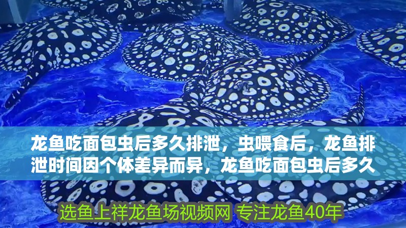 龍魚吃面包蟲后多久排泄，蟲喂食后，龍魚排泄時間因個體差異而異，龍魚吃面包蟲后多久會消化