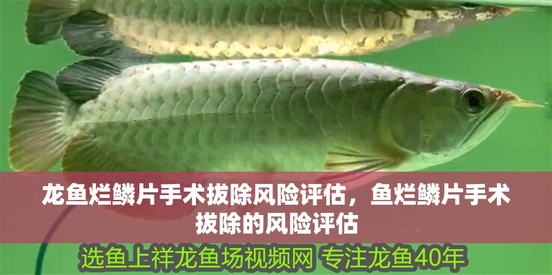 龍魚爛鱗片手術拔除風險評估，魚爛鱗片手術拔除的風險評估