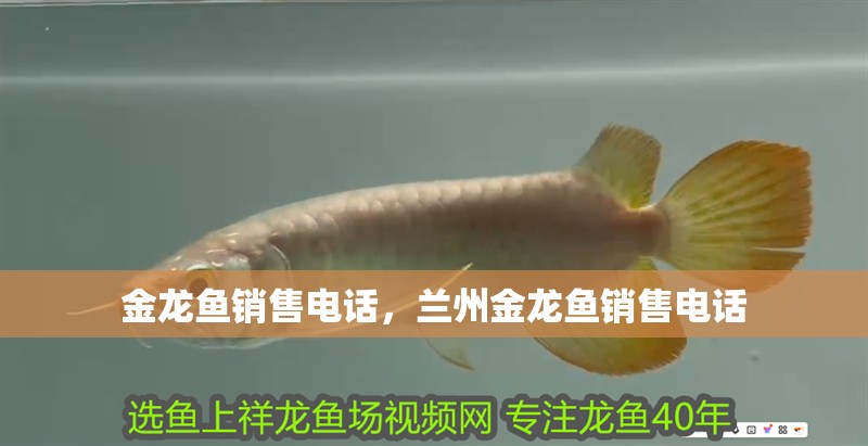 金龍魚銷售電話，蘭州金龍魚銷售電話
