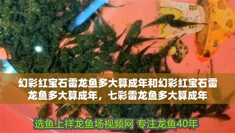 幻彩紅寶石雷龍魚多大算成年和幻彩紅寶石雷龍魚多大算成年，七彩雷龍魚多大算成年