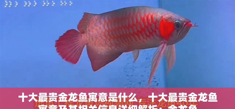 十大最貴金龍魚寓意是什么，十大最貴金龍魚寓意及其相關(guān)信息詳細(xì)解析：金龍魚