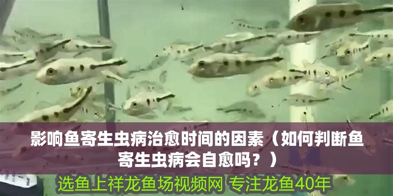 影響魚寄生蟲病治愈時間的因素（如何判斷魚寄生蟲病會自愈嗎？）