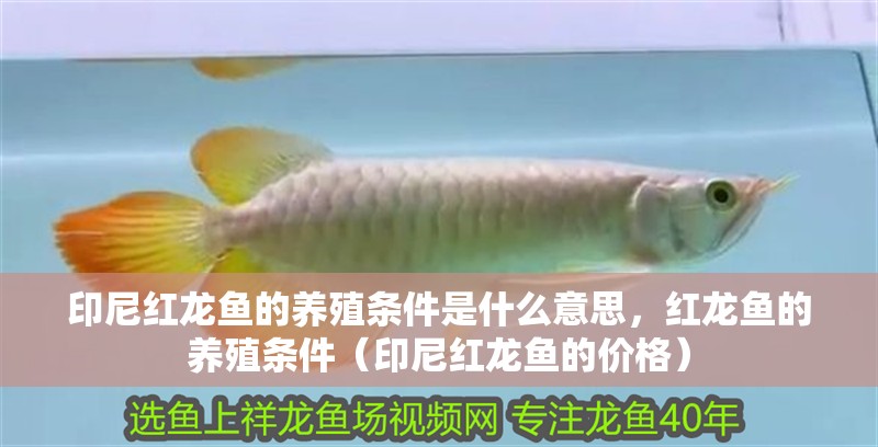 印尼紅龍魚的養(yǎng)殖條件是什么意思，紅龍魚的養(yǎng)殖條件（印尼紅龍魚的價(jià)格）