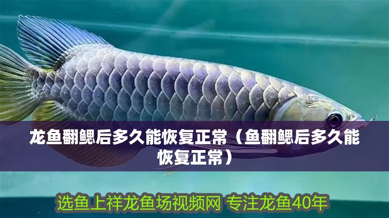龍魚翻鰓后多久能恢復正常（魚翻鰓后多久能恢復正常）