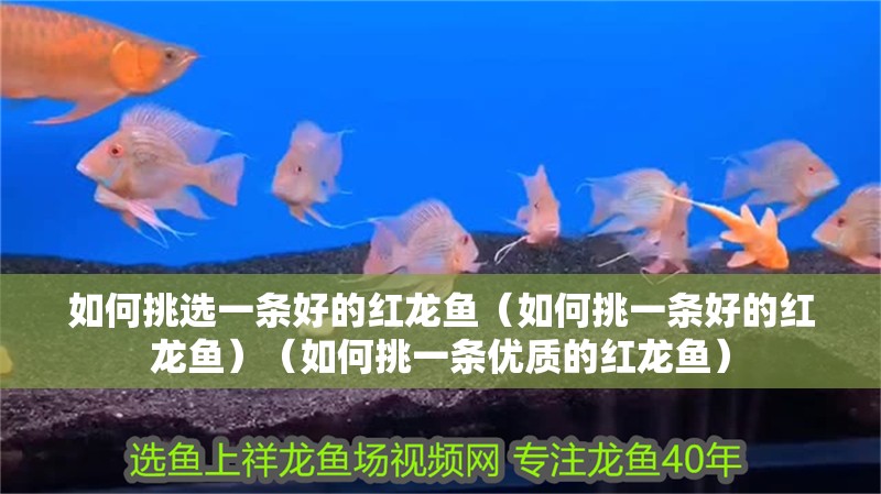 如何挑選一條好的紅龍魚（如何挑一條好的紅龍魚）（如何挑一條優質的紅龍魚）