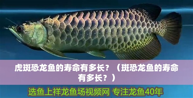 虎斑恐龍魚的壽命有多長？（斑恐龍魚的壽命有多長？）