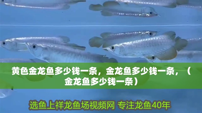 黃色金龍魚多少錢一條，金龍魚多少錢一條，（金龍魚多少錢一條）