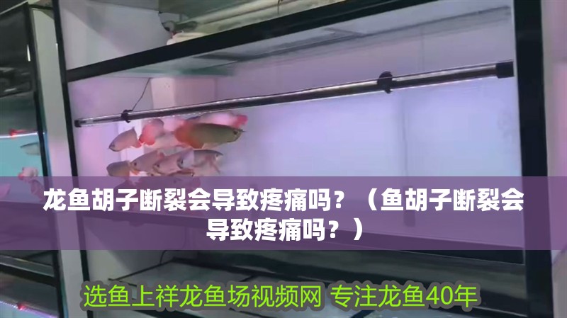 龍魚胡子斷裂會導致疼痛嗎？（魚胡子斷裂會導致疼痛嗎？）