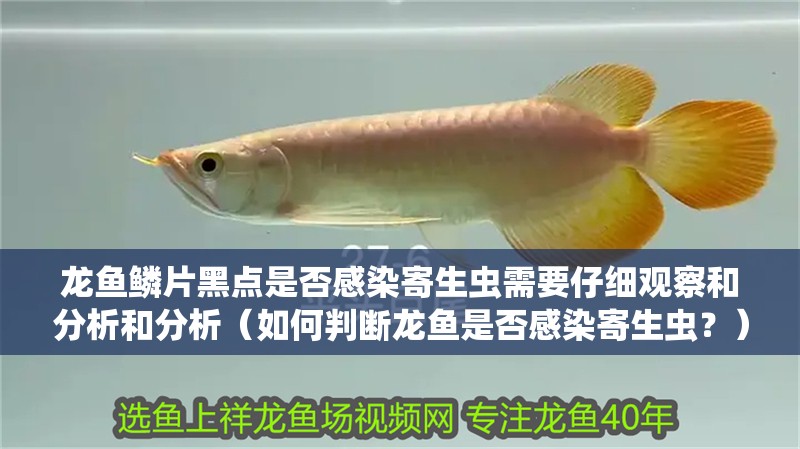 龍魚鱗片黑點是否感染寄生蟲需要仔細觀察和分析和分析（如何判斷龍魚是否感染寄生蟲？）