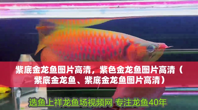 紫底金龍魚圖片高清，紫色金龍魚圖片高清（紫底金龍魚、紫底金龍魚圖片高清）