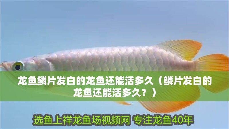 龍魚鱗片發白的龍魚還能活多久（鱗片發白的龍魚還能活多久？）