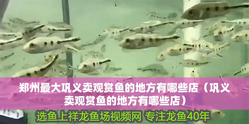 鄭州最大鞏義賣觀賞魚的地方有哪些店（鞏義賣觀賞魚的地方有哪些店）