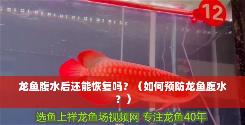 龍魚腹水后還能恢復嗎？（如何預防龍魚腹水？）