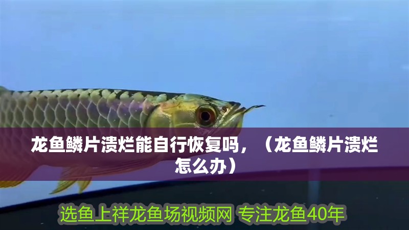 龍魚鱗片潰爛能自行恢復嗎，（龍魚鱗片潰爛怎么辦）