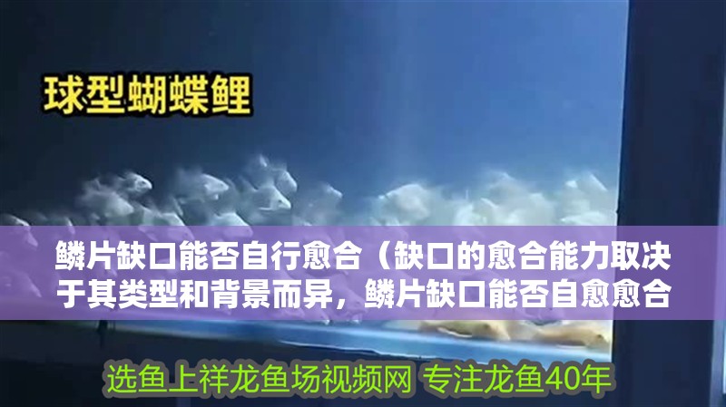 鱗片缺口能否自行愈合（缺口的愈合能力取決于其類型和背景而異，鱗片缺口能否自愈愈合） 鱗片缺口能否自行愈合（缺口的愈合能力取決于其類型和背景而異，鱗片缺口能否自愈愈合） 龍魚百科