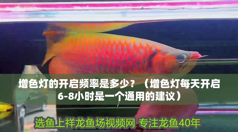 增色燈的開啟頻率是多少？（增色燈每天開啟6-8小時是一個通用的建議）