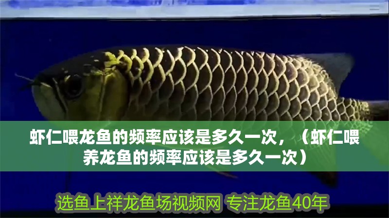 蝦仁喂龍魚的頻率應該是多久一次，（蝦仁喂養(yǎng)龍魚的頻率應該是多久一次）