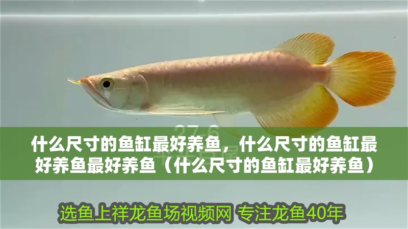 什么尺寸的魚缸最好養魚，什么尺寸的魚缸最好養魚最好養魚（什么尺寸的魚缸最好養魚）